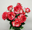 Renegade rose photo