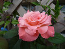 Barbara Bush ™ rose photo