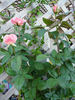 Barbara Bush ™ rose photo