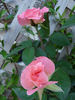 Barbara Bush ™ rose photo