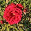 Daniel rose photo