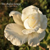 Mrs. Andrew Carnegie rose photo
