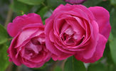 Madame Alice Dureau rose photo
