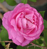 Madame Alice Dureau rose photo