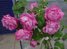 Madame Alice Dureau rose photo