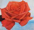 Angelina Lauro rose photo
