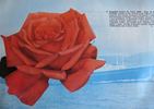 Angelina Lauro rose photo