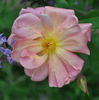 Madame Eugène Résal rose photo