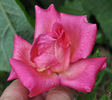 Madame Eugène Résal rose photo