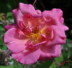 Madame Eugène Résal rose photo