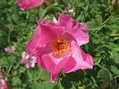 Ark-OP rose photo