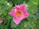Ark-OP rose photo