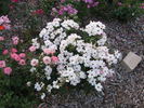 1T20 rose photo