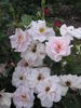 1T20 rose photo
