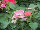 1L24 rose photo