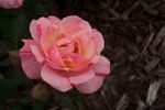 1B30 rose photo