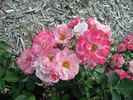 1B30 rose photo