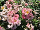 1B30 rose photo