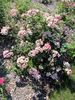 1B30 rose photo
