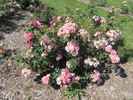 1B30 rose photo