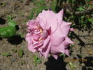 Africa Star rose photo