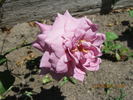 Africa Star rose photo