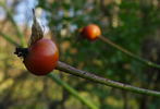 Aristide Briand rose photo