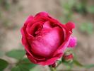 Amiral Gravina rose photo