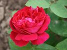 Amiral Gravina rose photo