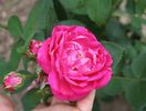 Amiral Gravina rose photo