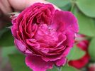 Amiral Gravina rose photo