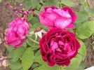 Amiral Gravina rose photo