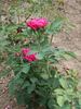 Amiral Gravina rose photo
