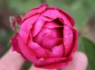 Amiral Gravina rose photo