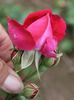 Amiral Gravina rose photo