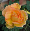 Beryl Formby rose photo