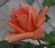 Grimpant Bettina rose photo
