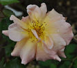 Angel Guimera rose photo