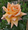 Angel Guimera rose photo