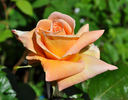 Angel Guimera rose photo