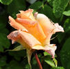 Angel Guimera rose photo