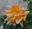 Angel Guimera rose photo