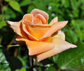 Angel Guimera rose photo