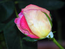 Trump Card ™ rose photo