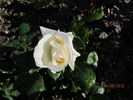 Galahad rose photo