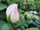 Galahad rose photo
