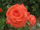 Holsteinperle rose photo