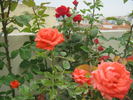 Holsteinperle rose photo