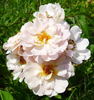 Aebleblomst rose photo