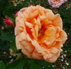 Aurora rose photo